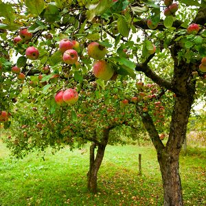 Apple Orchard