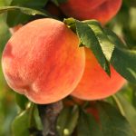 Fruit Tree Guideline