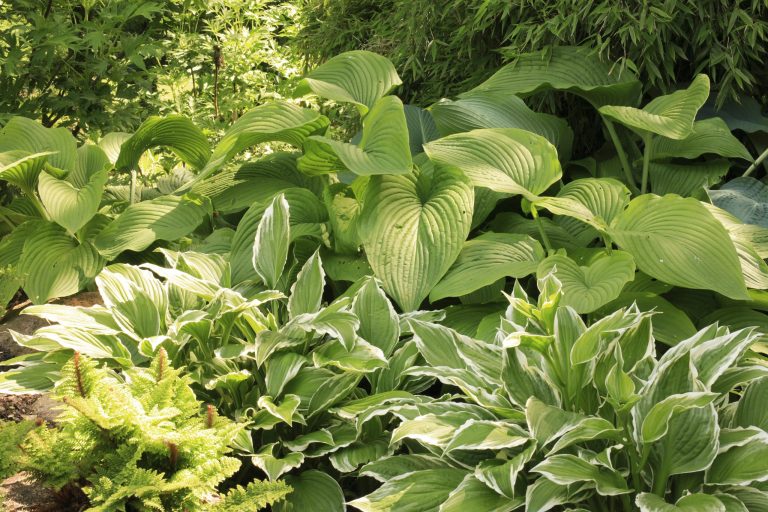 Hosta Guideline