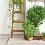 Houseplant Guideline