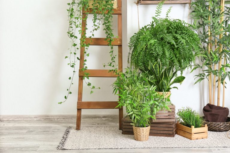 Houseplant Guideline
