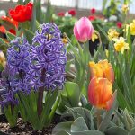 Summer Bulbs Guideline