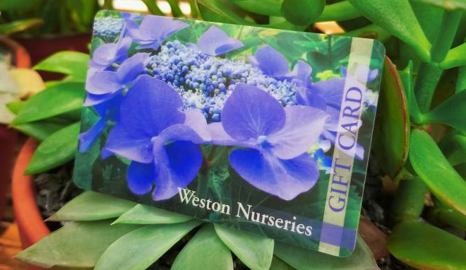 Shop Your Local Store