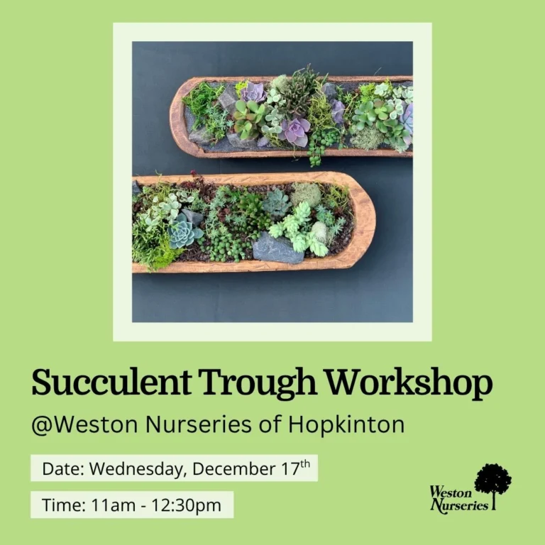 Succulent-Trough-Hopkinton-12.17.25-Website-768×768.jpg