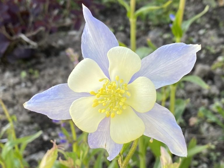 All About Aquilegia